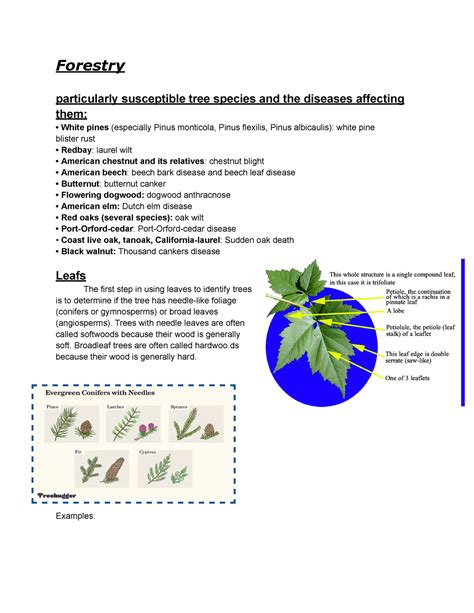 Aleurites moluccana. . Forestry science olympiad cheat sheet